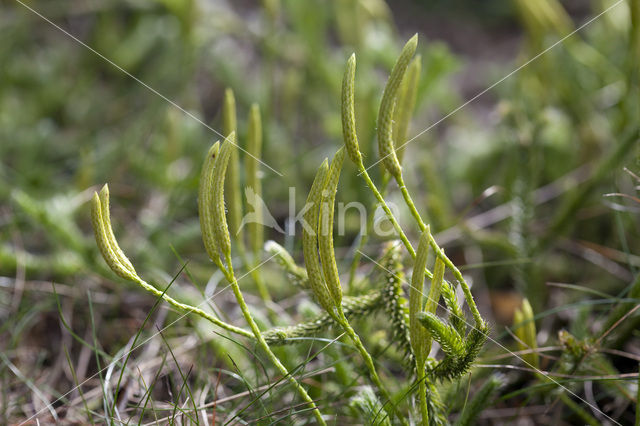 Grote wolfsklauw (Lycopodium clavatum)