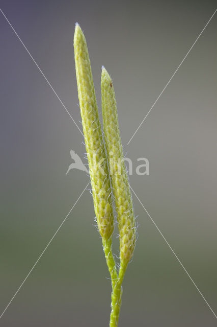 Grote wolfsklauw (Lycopodium clavatum)