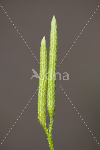 Stag’s-horn Clubmoss (Lycopodium clavatum)