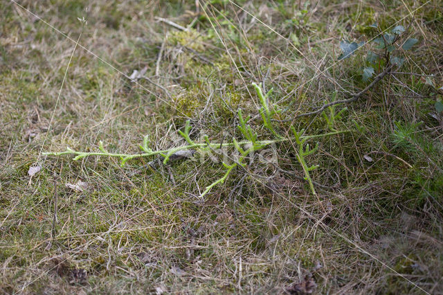 Stag’s-horn Clubmoss (Lycopodium clavatum)