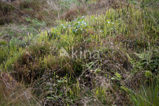 Grote wolfsklauw (Lycopodium clavatum)