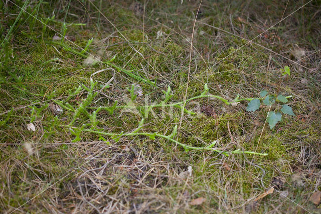 Stag’s-horn Clubmoss (Lycopodium clavatum)