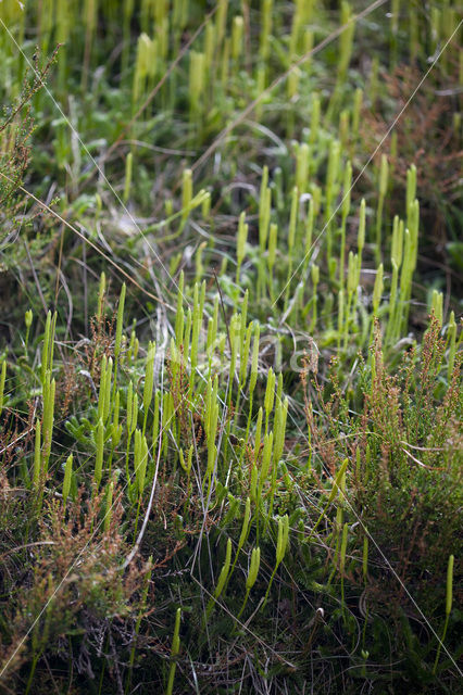 Grote wolfsklauw (Lycopodium clavatum)