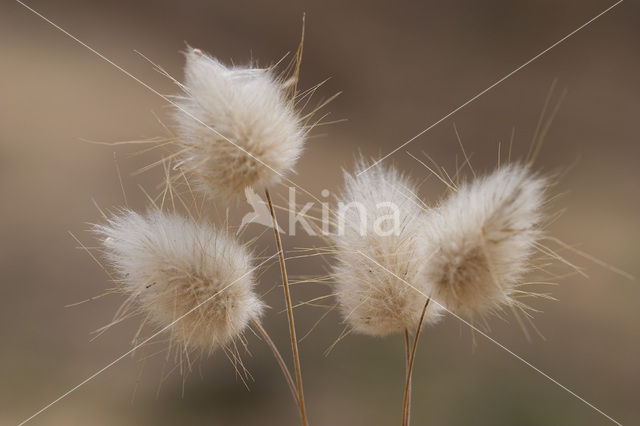 Hazenstaart (Lagurus ovatus)