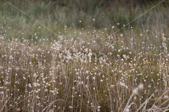 Hare’s-tail (Lagurus ovatus)