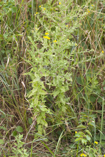 Heelblaadjes (Pulicaria dysenterica)