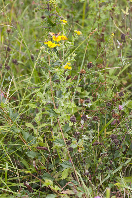 Heelblaadjes (Pulicaria dysenterica)