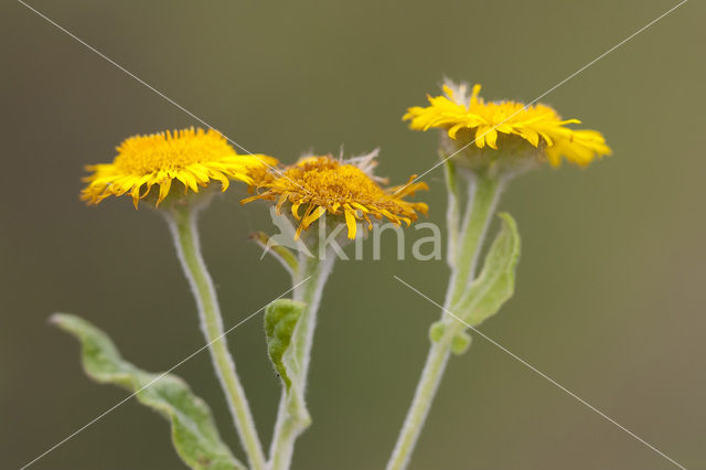 Heelblaadjes (Pulicaria dysenterica)