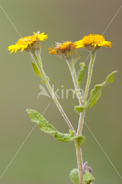 Heelblaadjes (Pulicaria dysenterica)