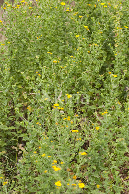 Common Fleabane (Pulicaria dysenterica)