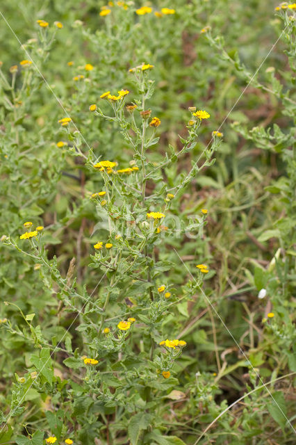 Heelblaadjes (Pulicaria dysenterica)