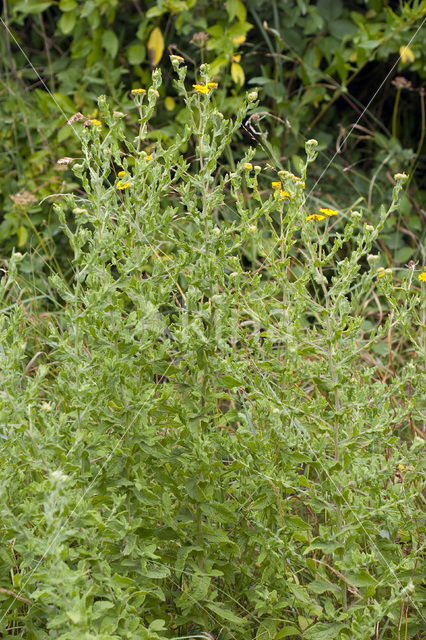 Common Fleabane (Pulicaria dysenterica)