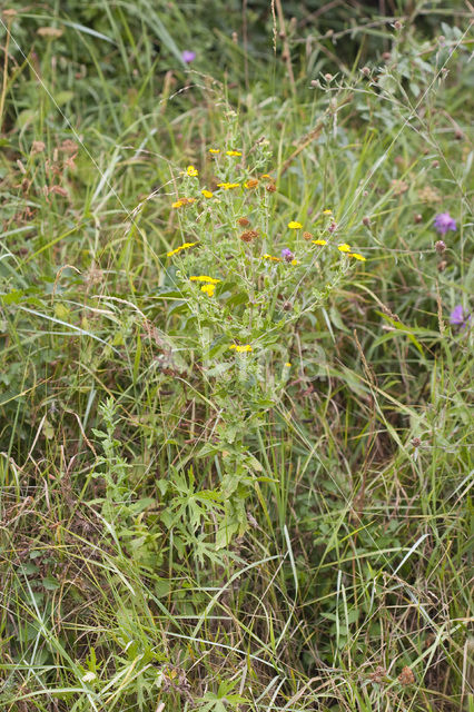 Heelblaadjes (Pulicaria dysenterica)