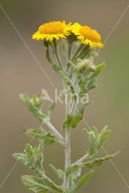 Heelblaadjes (Pulicaria dysenterica)