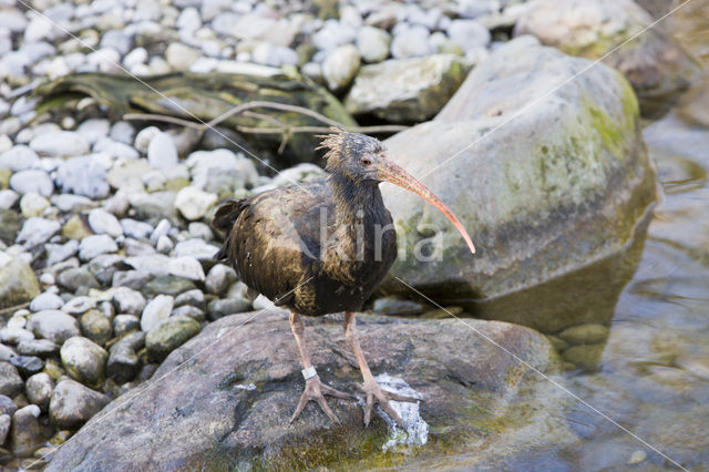 Northern Bald Ibis (Geronticus eremita)