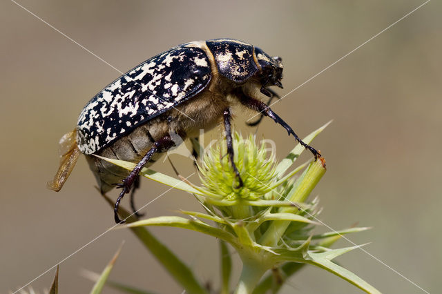 Julikever (Polyphylla fullo)