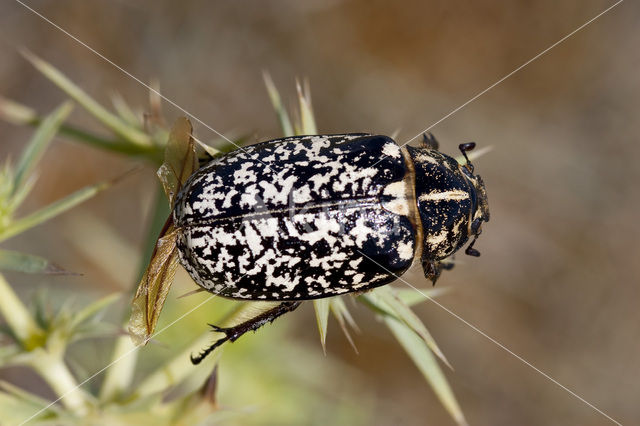 Pine chafer (Polyphylla fullo)