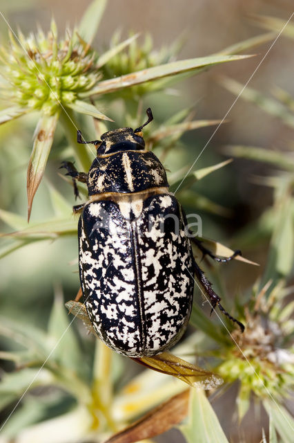 Julikever (Polyphylla fullo)