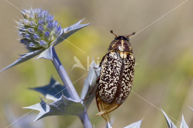 Julikever (Polyphylla fullo)