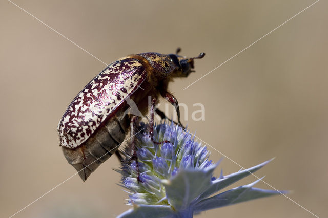 Pine chafer (Polyphylla fullo)