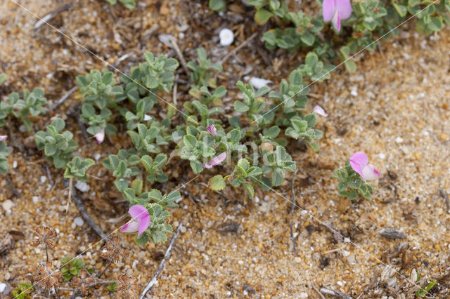 Spiny Restharrow (Ononis repens ssp. repens)