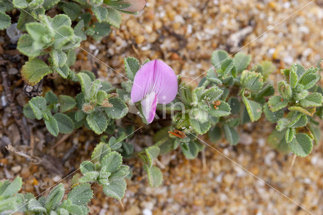 Spiny Restharrow (Ononis repens ssp. repens)