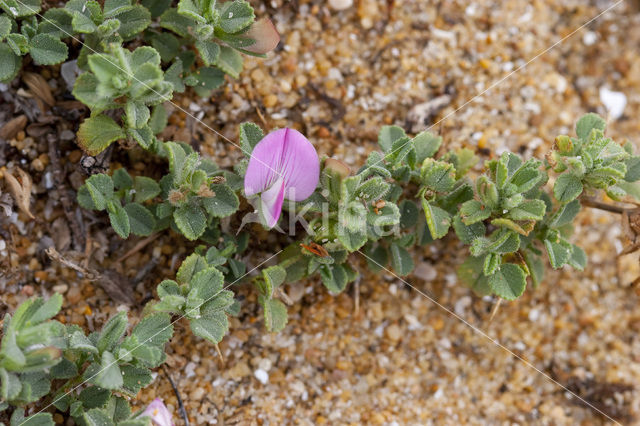 Spiny Restharrow (Ononis repens ssp. repens)