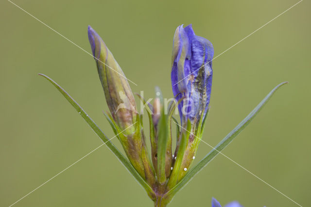 Klokjesgentiaan (Gentiana pneumonanthe)