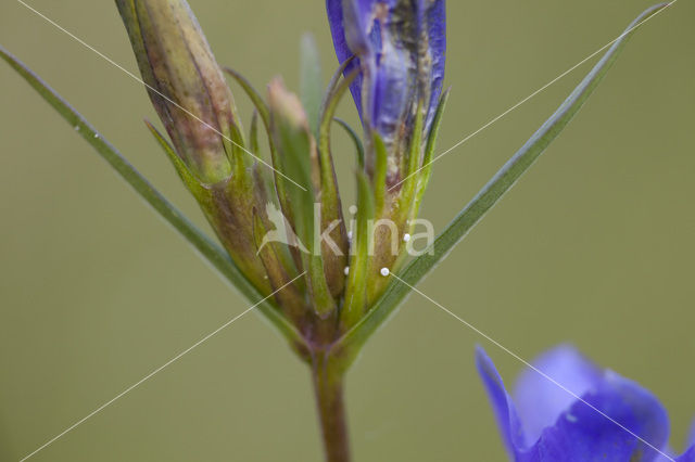 Klokjesgentiaan (Gentiana pneumonanthe)