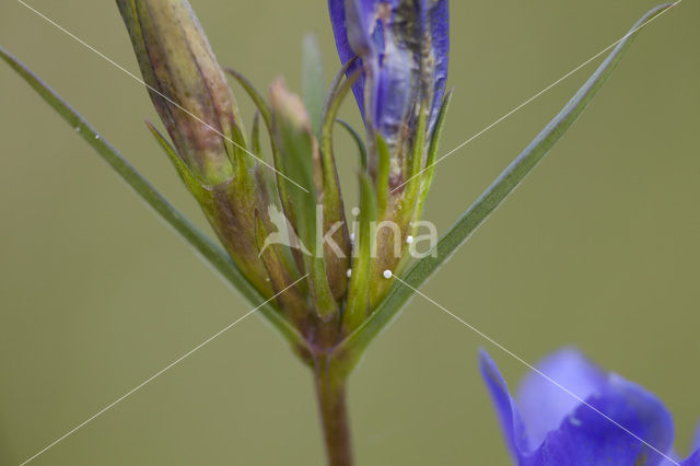 Marsh Gentian (Gentiana pneumonanthe)