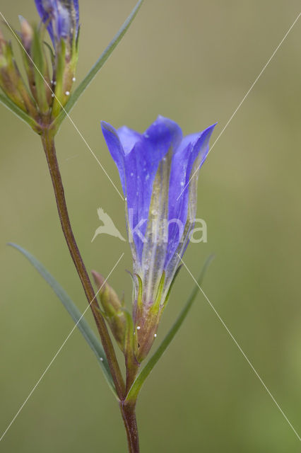 Klokjesgentiaan (Gentiana pneumonanthe)