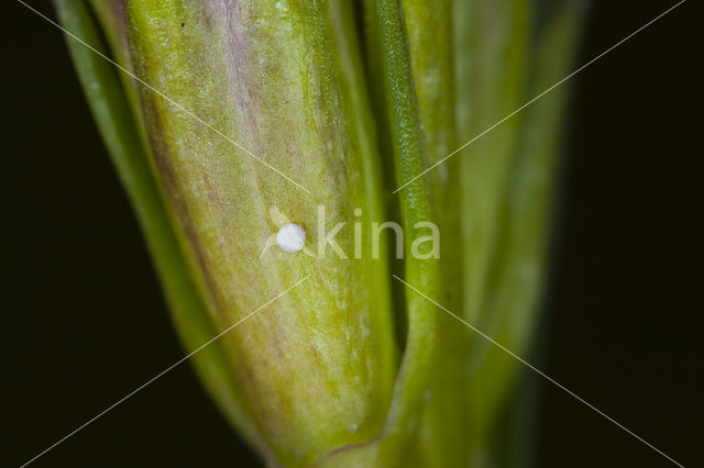 Klokjesgentiaan (Gentiana pneumonanthe)