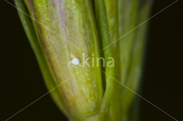 Marsh Gentian (Gentiana pneumonanthe)