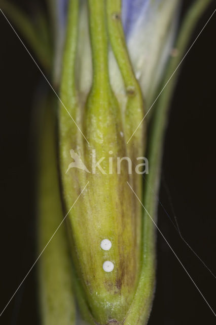 Klokjesgentiaan (Gentiana pneumonanthe)