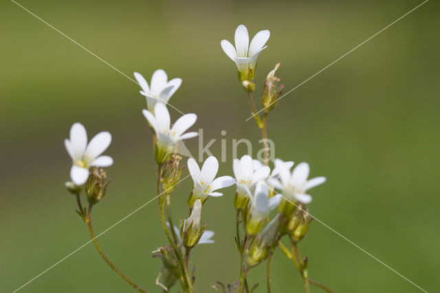 Knolsteenbreek (Saxifraga granulata)