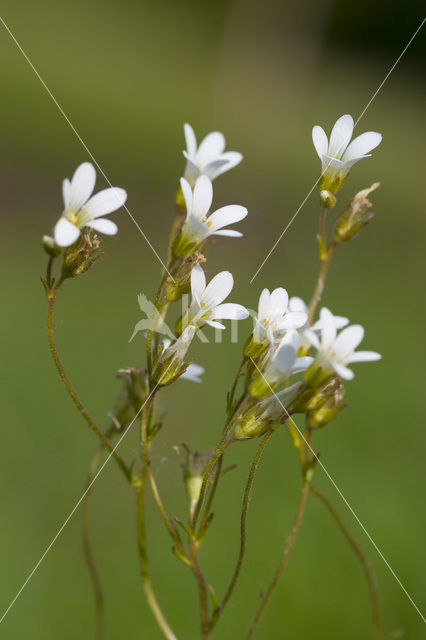 Knolsteenbreek (Saxifraga granulata)