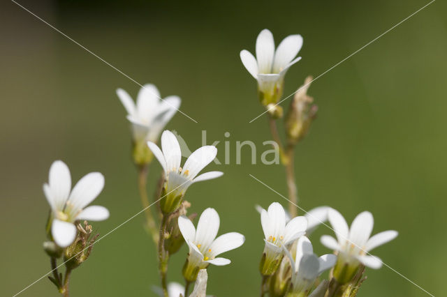 Meadow Saxifrage (Saxifraga granulata)