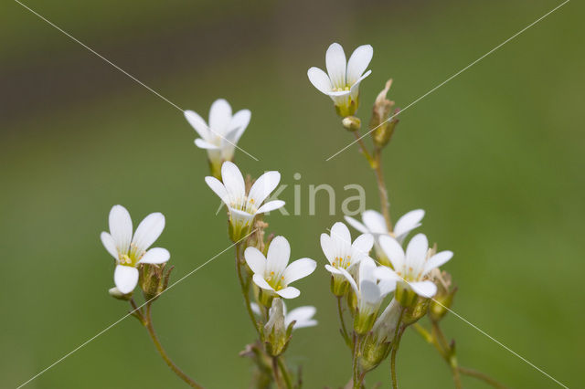 Knolsteenbreek (Saxifraga granulata)