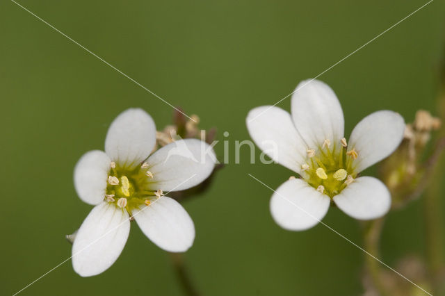 Meadow Saxifrage (Saxifraga granulata)