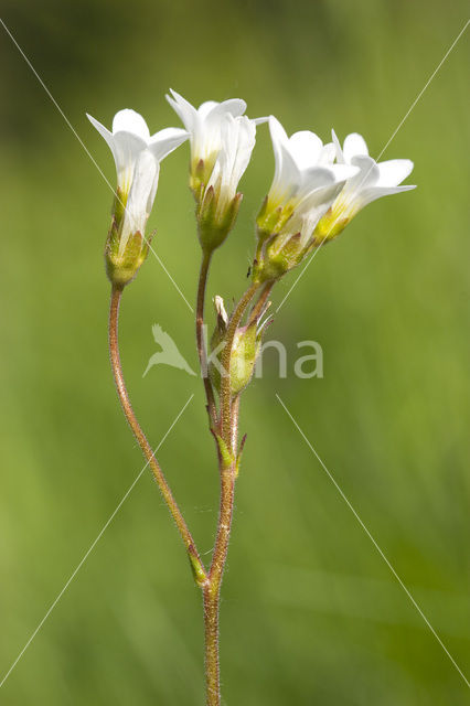 Knolsteenbreek (Saxifraga granulata)