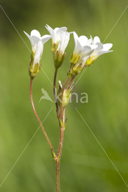 Meadow Saxifrage (Saxifraga granulata)