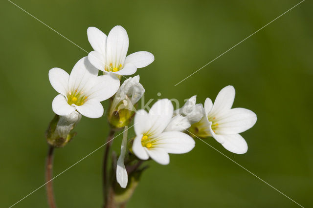 Meadow Saxifrage (Saxifraga granulata)