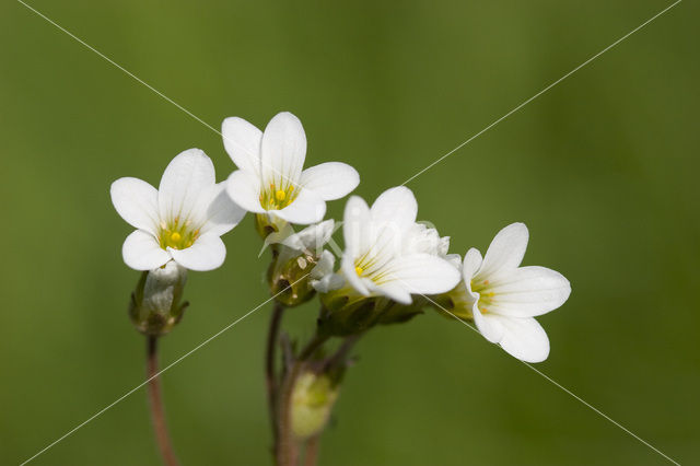 Meadow Saxifrage (Saxifraga granulata)