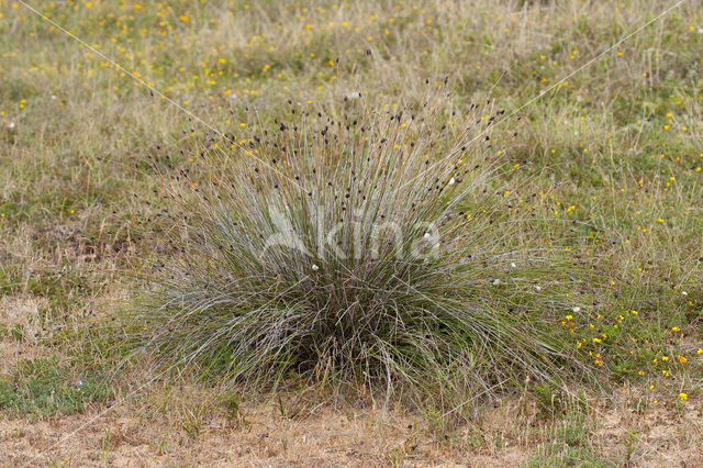 Bog-rush (Schoenus nigricans)