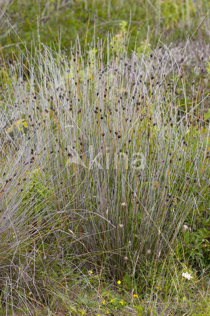 Knopbies (Schoenus nigricans)