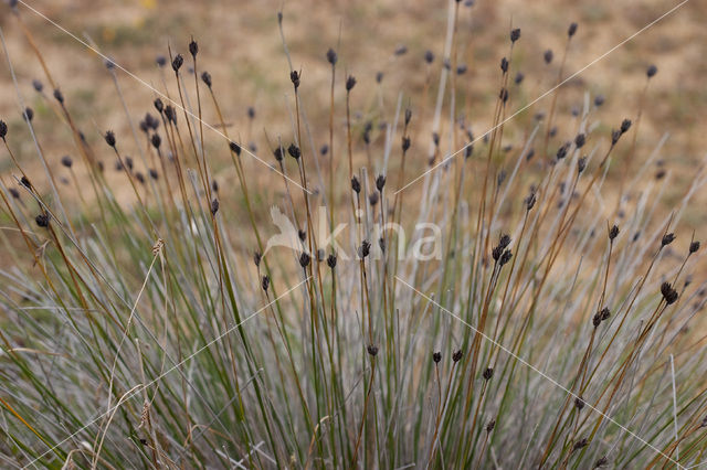 Knopbies (Schoenus nigricans)