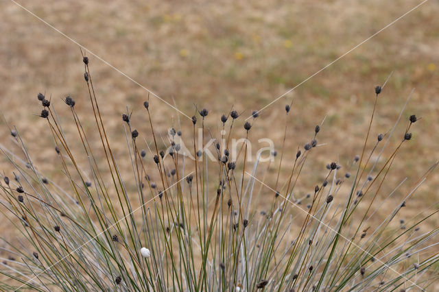 Bog-rush (Schoenus nigricans)