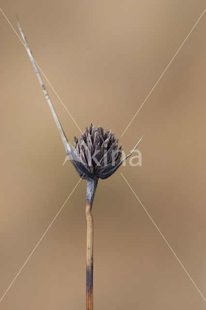 Bog-rush (Schoenus nigricans)