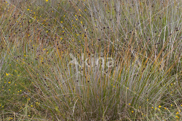 Knopbies (Schoenus nigricans)