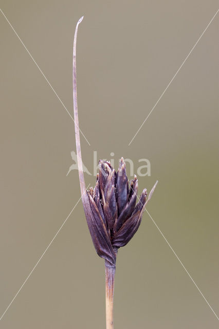 Bog-rush (Schoenus nigricans)